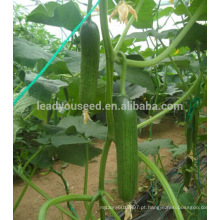 CU21 Lilv todas fêmea pepino híbrido sementes estufa plantio vegetais sementes